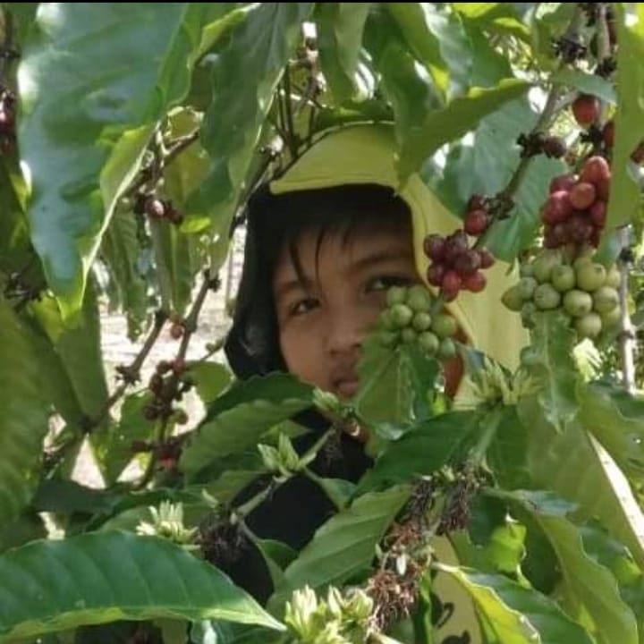 Budidaya kopi robusta di desa sabet kecamatan jaya kabupaten aceh jaya